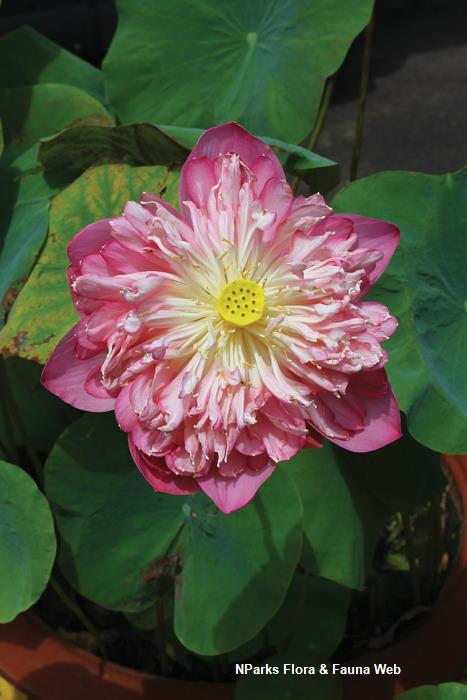 Nelumbo_cultivar_Soh_Weijing_1