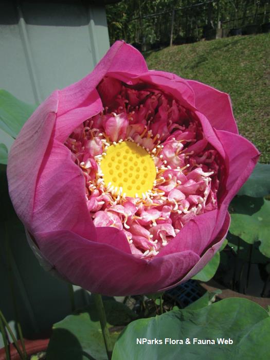 Nelumbo_cultivar_Vicky_Lim_Yen_Ngoh