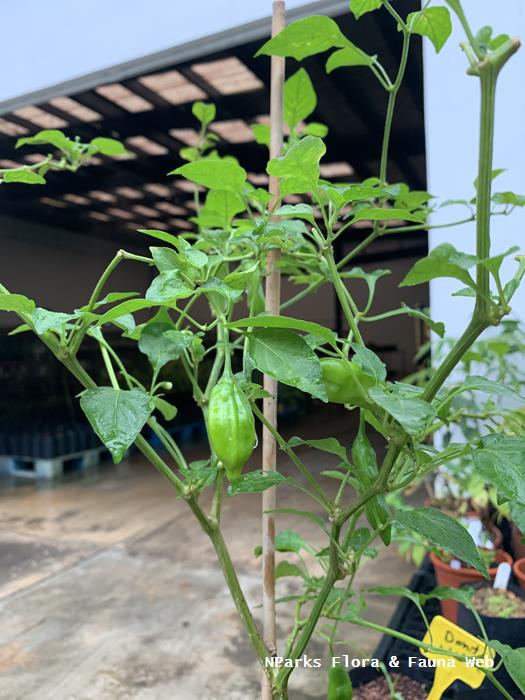 Capsicum_baccatum_Lemon_Drop_Low_Wei_Teng_4