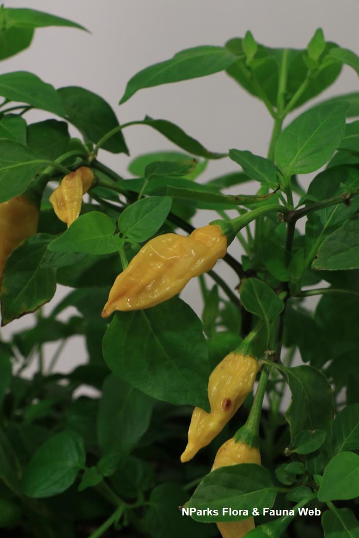 Capsicum baccatum Lemon Drop
