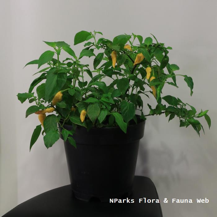 Capsicum baccatum Lemon Drop 