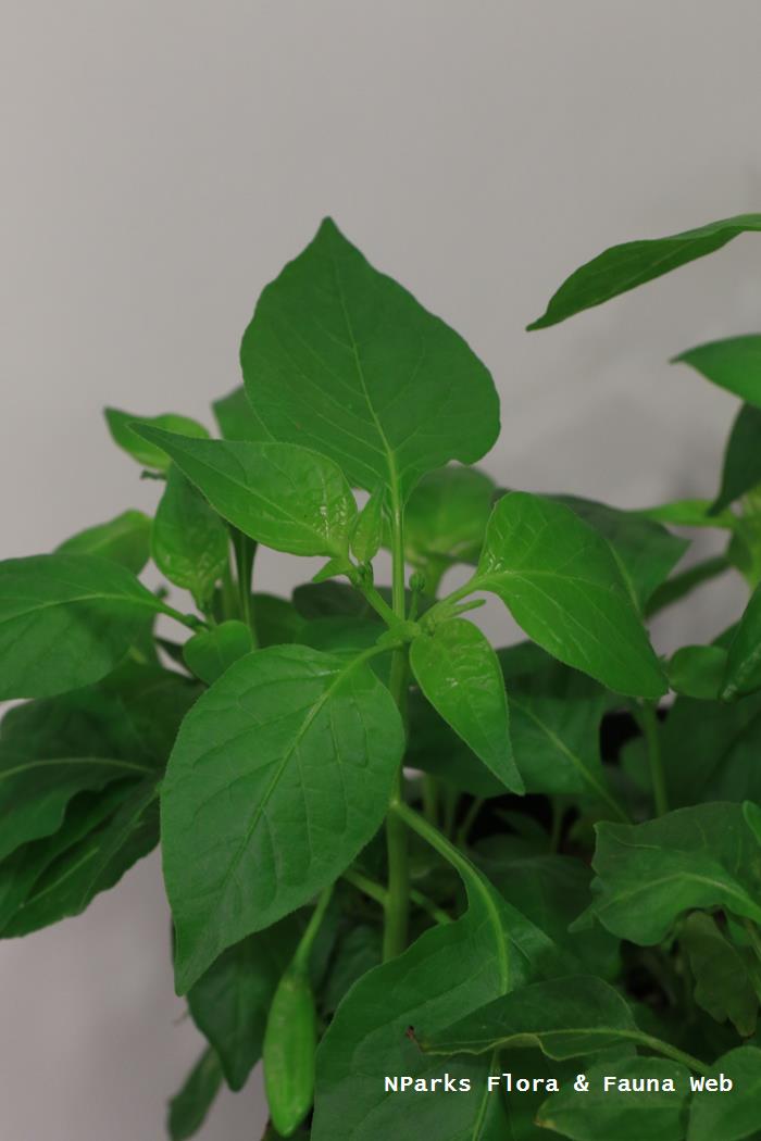 Capsicum baccatum Lemon Drop