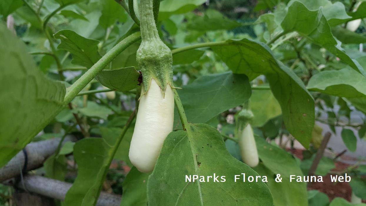 Solanum_melongena_cultivar_Jacqueline_Chua_2