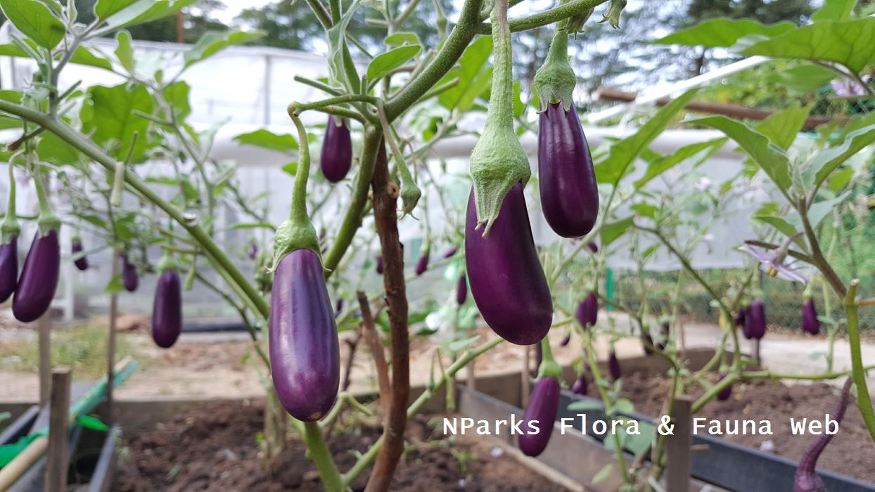 Solanum_melongena_cultivar_Jacqueline_Chua_3