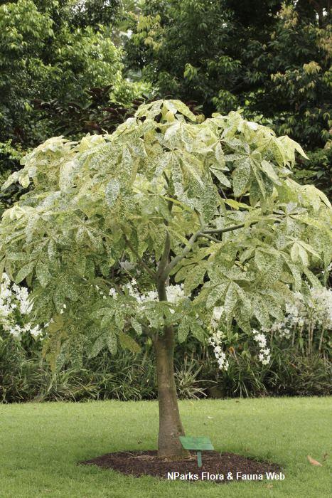 NParks | Pachira aquatica (Variegated)