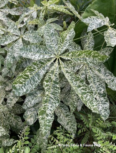NParks | Pachira aquatica (Variegated)