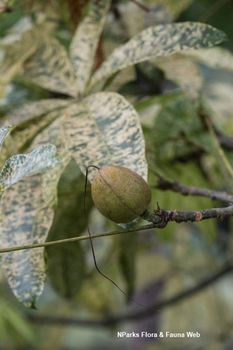 Pachira aquatica Variegated