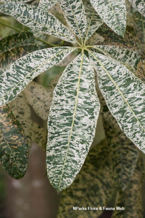 【実生・斑入り】Pachira glabra ‘Variegated’ 実生苗 斑入りパキラ Pachira glabra Variegata／迷彩 散り斑