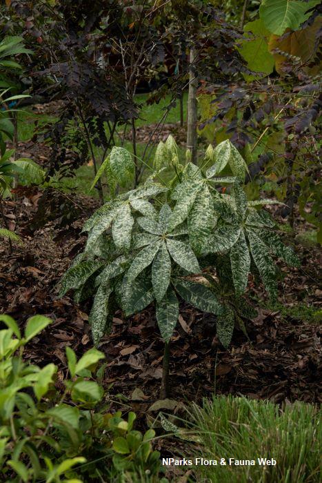 Pachira aquatica Variegated