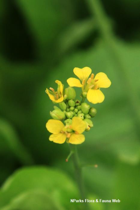 Brassica_rapa_huang_jing_bai_cai_Vicky_Lim_Yen_Ngoh_1