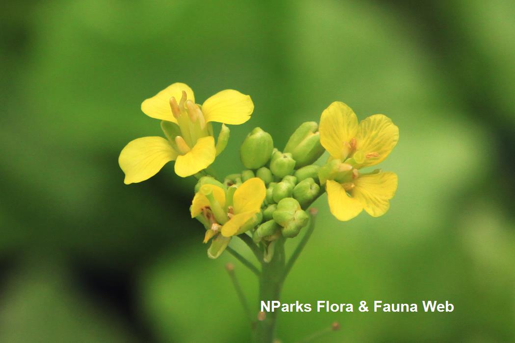 Brassica_rapa_huang_jing_bai_cai_Vicky_Lim_Yen_Ngoh_2