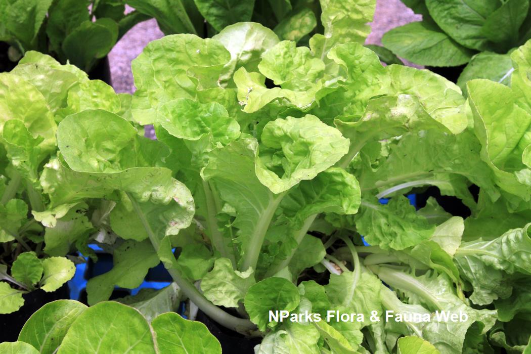 Brassica_rapa_huang_jing_bai_cai_Vicky_Lim_Yen_Ngoh_5