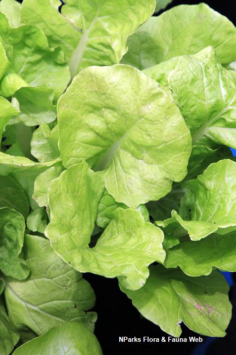 Brassica_rapa_huang_jing_bai_cai_Vicky_Lim_Yen_Ngoh_6