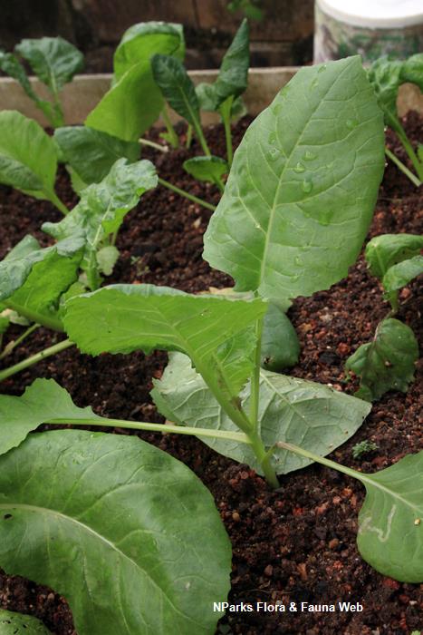 Brassica_rapa_huang_jing_bai_cai_Vicky_Lim_Yen_Ngoh_7