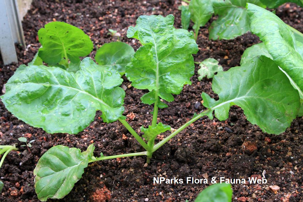 Brassica_rapa_huang_jing_bai_cai_Vicky_Lim_Yen_Ngoh_8