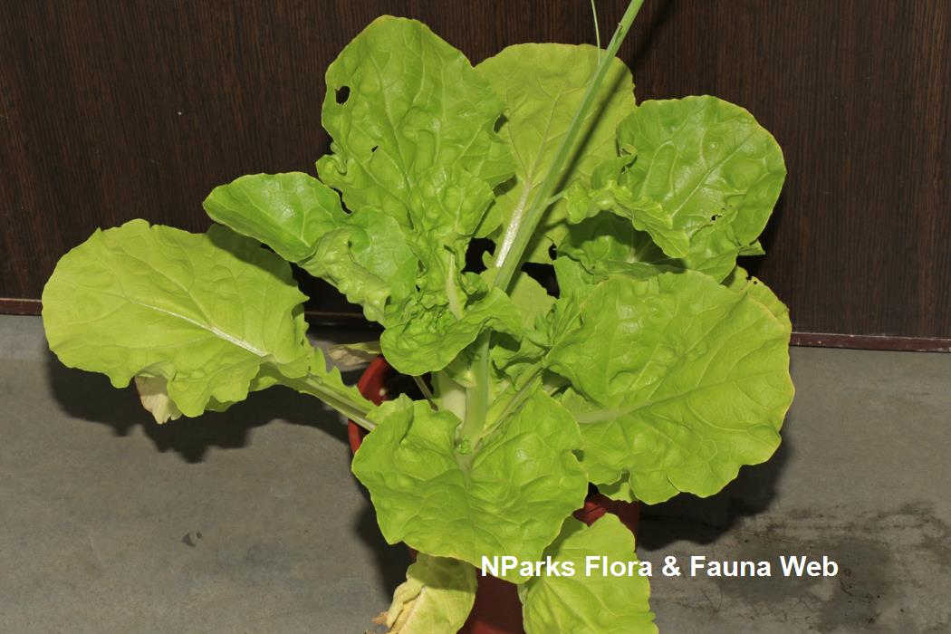 	Brassica_rapa_Pak_Choi_Group_huang_jing_bai_cai_Jennie_Tang_1