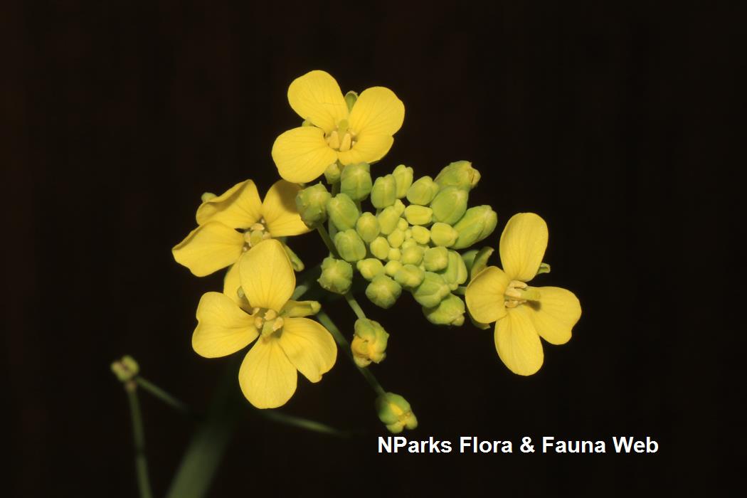 Brassica_rapa_Pak_Choi_Group_huang_jing_bai_cai_Jennie_Tang_2