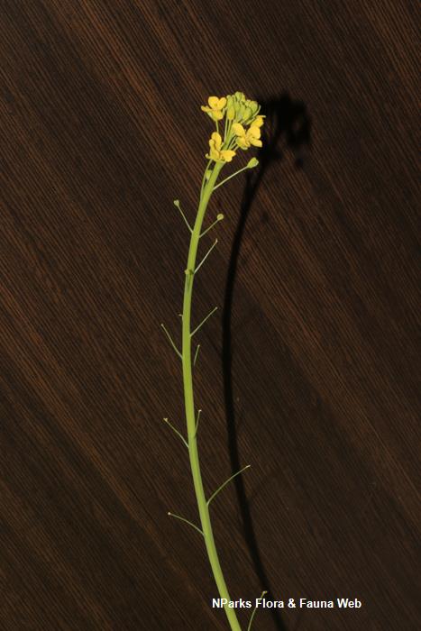 Brassica_rapa_Pak_Choi_Group_huang_jing_bai_cai_Jennie_Tang_3