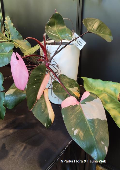 Philodendron Pink Princess
