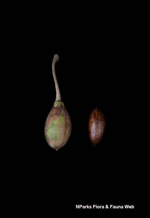 Palaquium formosanum