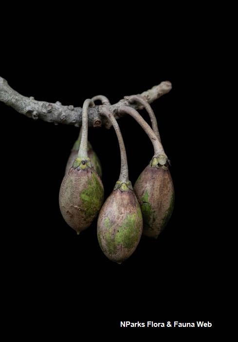 Palaquium formosanum