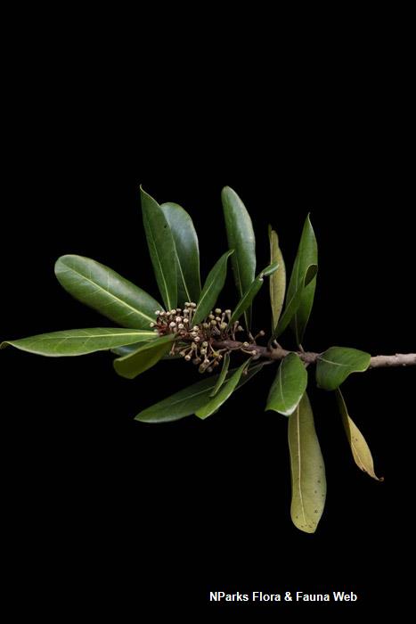 Palaquium formosanum