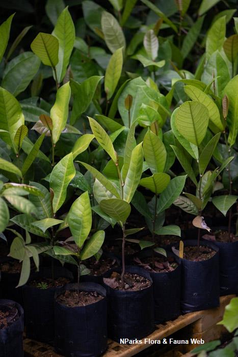 Palaquium formosanum