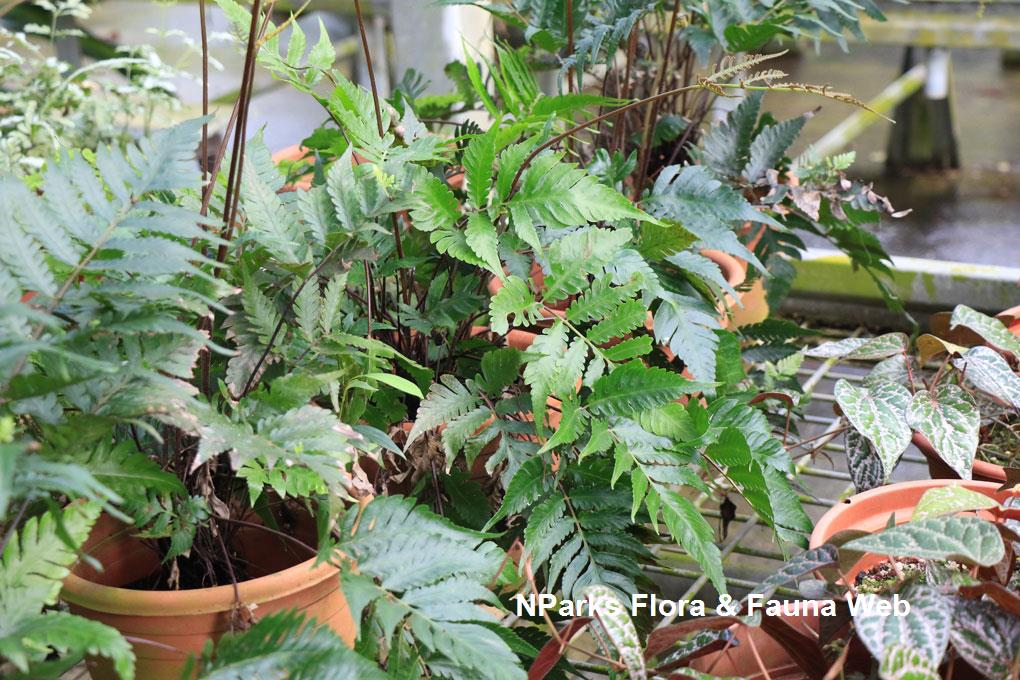 Tectaria nayarii_Low Wei Teng