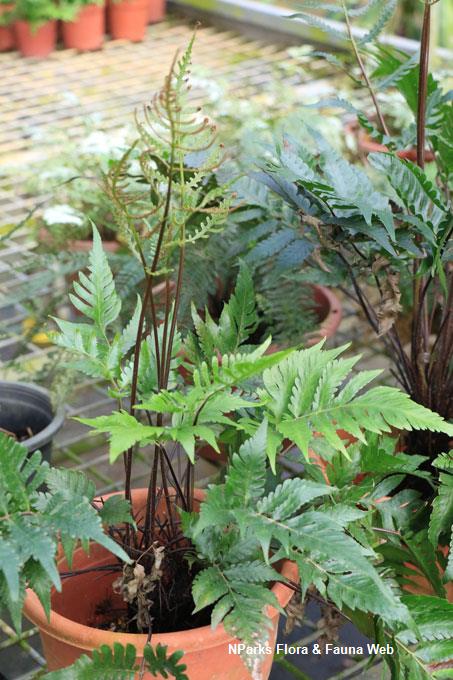 Tectaria nayarii_Low Wei Teng