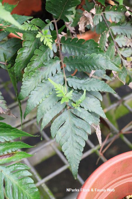 Tectaria nayarii_Low Wei Teng