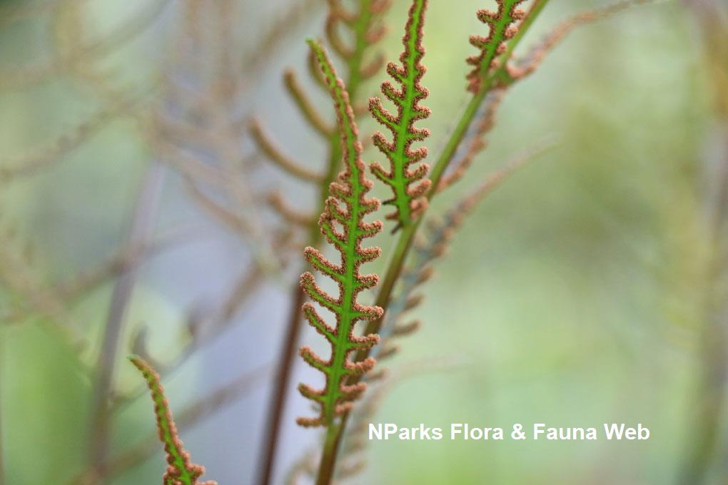 Tectaria nayarii_Low Wei Teng