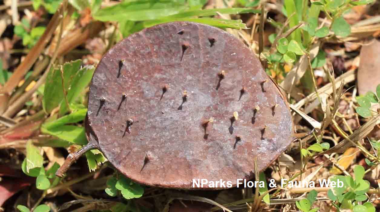 Sindora x changiensis