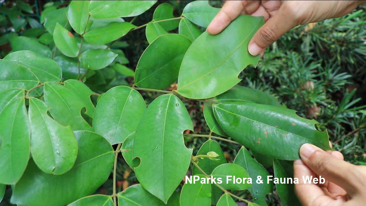 Sindora x changiensis