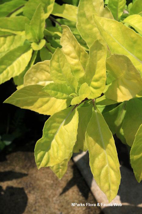 Gynura procumbens (variegated)