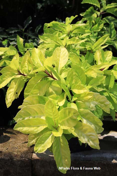 Gynura procumbens (variegated)