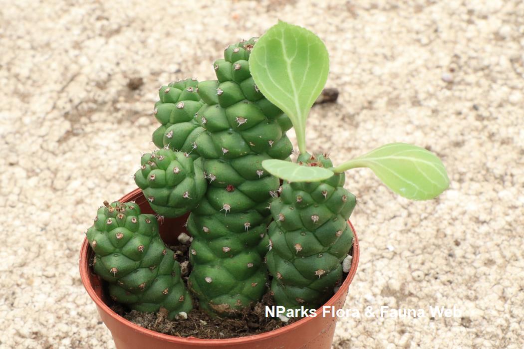 Euphorbia_ritchiei_Pauline_Tay_1
