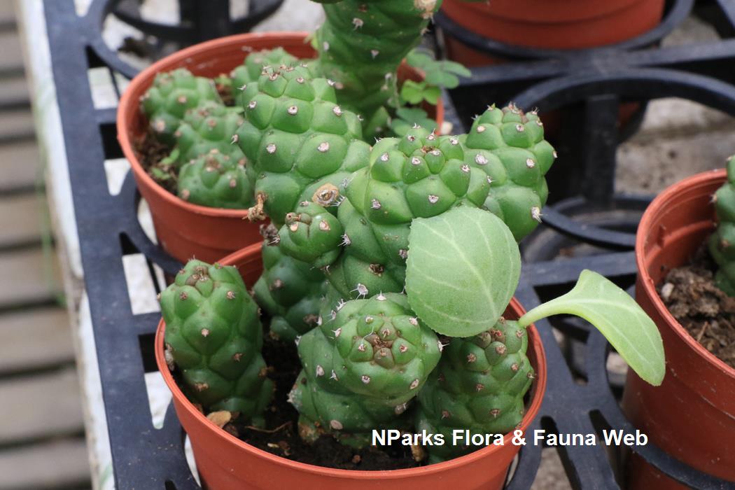 Euphorbia_ritchiei_Pauline_Tay_3