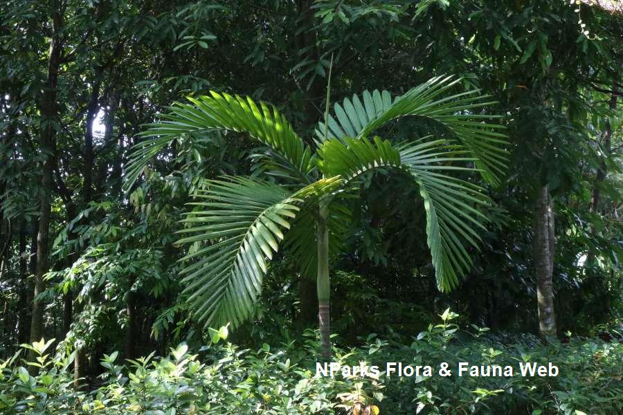 NParks | Zamioculcas zamiifolia