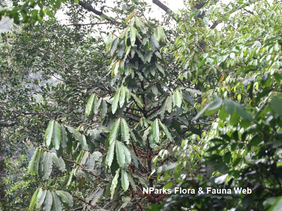 Knema furfuracea_Ng Xin Yi