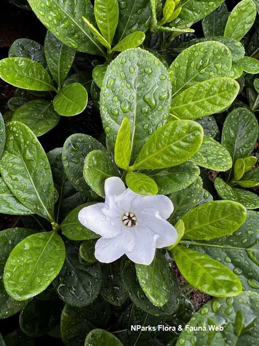 Gardenia Parcup