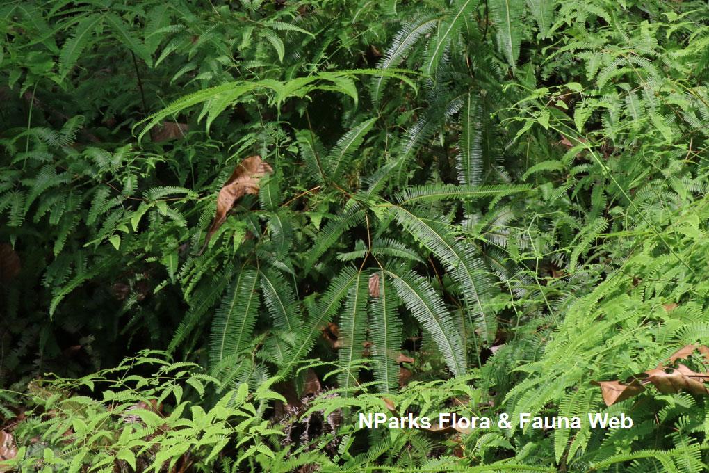 Dicranopteris curranii_Low Wei Teng