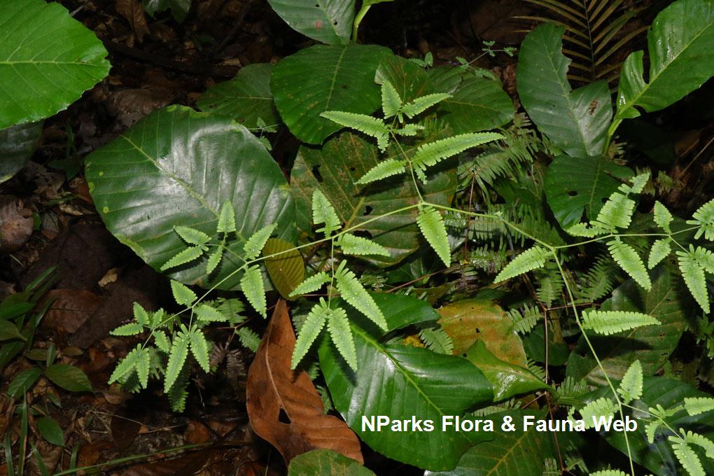 Dicranopteris subpectinata_Low Wei Teng