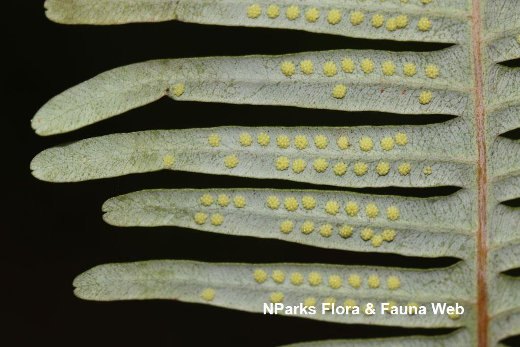 Dicranopteris subpectinata_Cerlin Ng