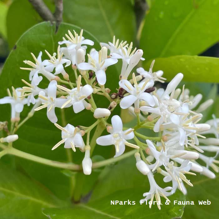 Ixora brunnescens