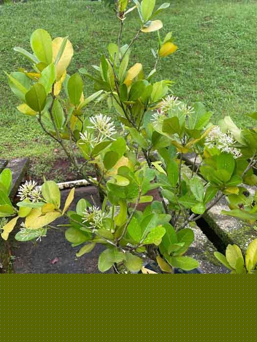 Ixora brunnescens