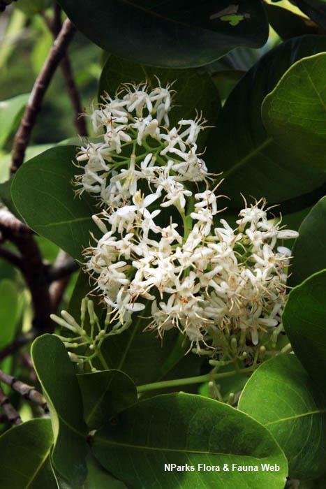 Ixora brunnescens