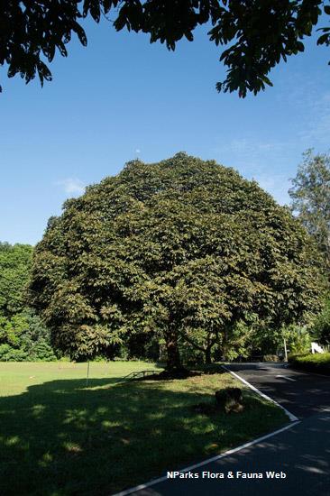 Ormosia robusta