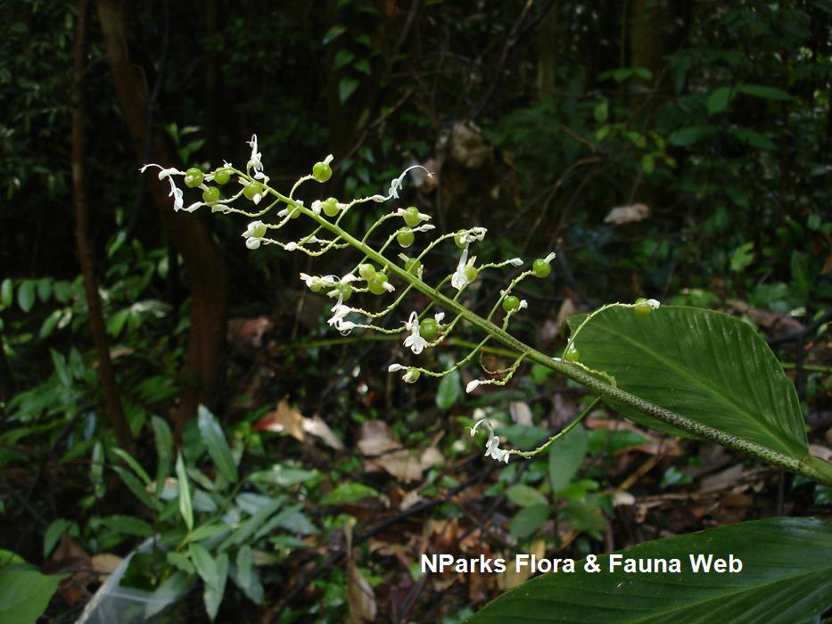 Globba leucantha var peninsularis