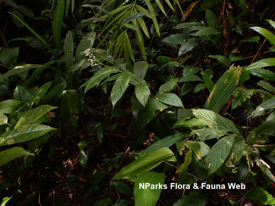 Globba leucantha var peninsularis