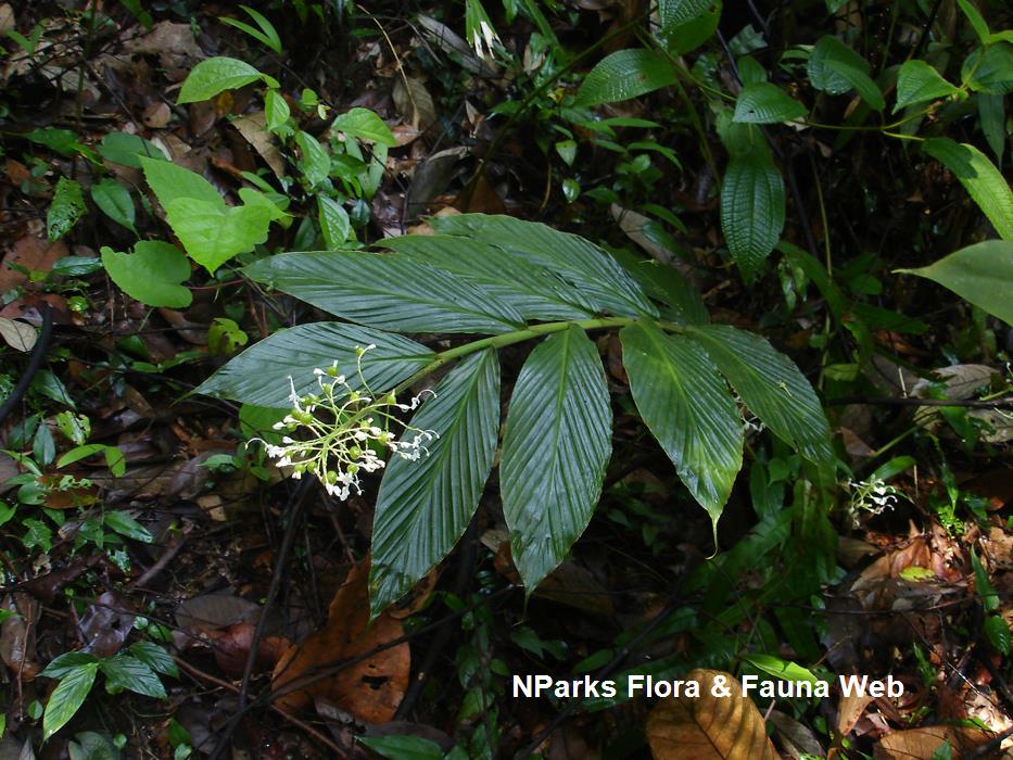 Globba leucantha var peninsularis